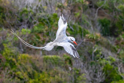 Picture of CARIBBEAN-LITTLE TOBAGO ISLAND RED-BILLED TROPICBIRD IN FLIGHT 