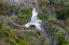 Picture of CARIBBEAN-LITTLE TOBAGO ISLAND RED-BILLED TROPICBIRD IN FLIGHT 