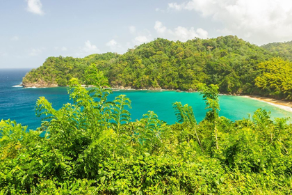 Picture of CARIBBEAN-TOBAGO OCEAN COVE AND JUNGLE LANDSCAPE 