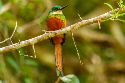 Picture of CARIBBEAN-TOBAGO RUFOUS-TAILED JACAMAR BIRD ON LIMB 