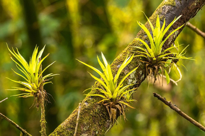 Picture of CARIBBEAN-TRINIDAD-ASA WRIGHT NATURE CENTER BROMELIADS GROWING ON TREE 