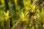 Picture of CARIBBEAN-TRINIDAD-ASA WRIGHT NATURE CENTER BROMELIADS GROWING ON TREE 