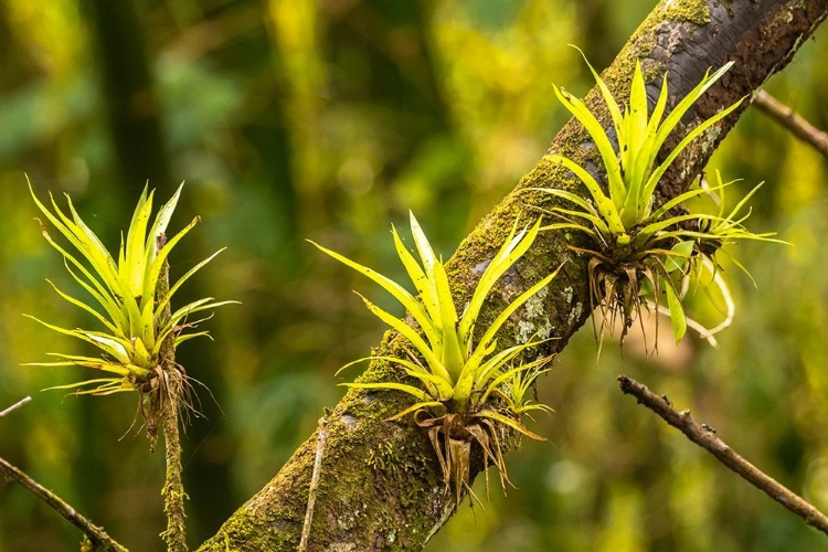 Picture of CARIBBEAN-TRINIDAD-ASA WRIGHT NATURE CENTER BROMELIADS GROWING ON TREE 