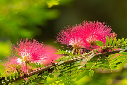 Picture of CARIBBEAN-TRINIDAD-ASA WRIGHT NATURE CENTER MIMOSA BLOSSOMS CLOSE-UP 