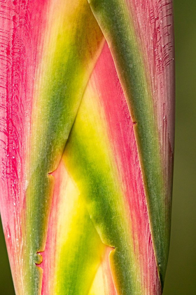 Picture of CARIBBEAN-TRINIDAD-ASA WRIGHT NATURE CENTER HELICONIA PLANT CLOSE-UP 