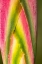 Picture of CARIBBEAN-TRINIDAD-ASA WRIGHT NATURE CENTER HELICONIA PLANT CLOSE-UP 