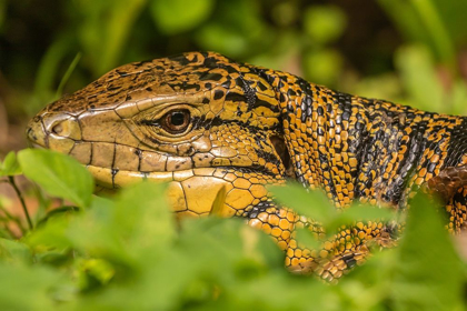 Picture of CARIBBEAN-TRINIDAD-ASA WRIGHT NATURE CENTER TEGU LIZARD CLOSE-UP 