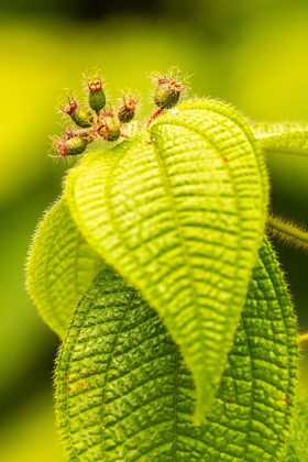 Picture of CARIBBEAN-TRINIDAD-ASA WRIGHT NATURE CENTER LEAVES AND LEAF BUDS 