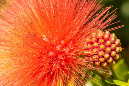 Picture of CARIBBEAN-TRINIDAD-ASA WRIGHT NATURE CENTER MIMOSA BLOSSOM AND BUDS CLOSE-UP 