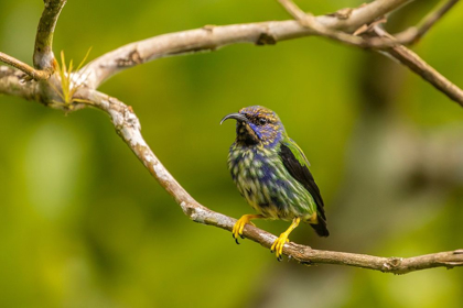 Picture of CARIBBEAN-TRINIDAD-ASA WRIGHT NATURE CENTER JUVENILE PURPLE HONEYCREEPER BIRD CLOSE-UP 