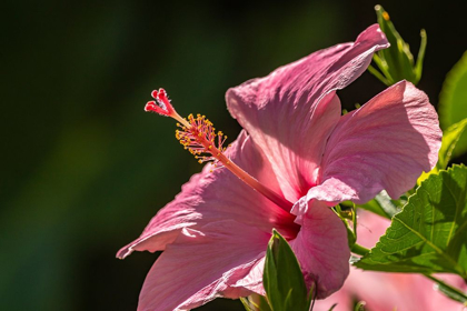Picture of CARIBBEAN-TRINIDAD-ASA WRIGHT NATURE CENTER HIBISCUS BLOSSOM CLOSE-UP 