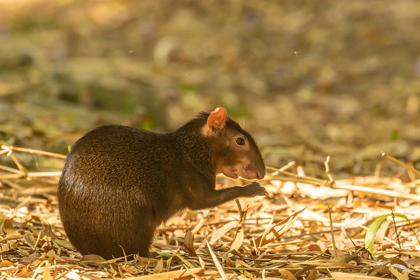 Picture of CARIBBEAN-TRINIDAD-ASA WRIGHT NATURE CENTER AGOUTI EATING 