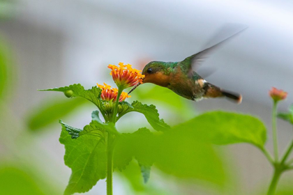 Picture of CARIBBEAN-TRINIDAD-ASA WRIGHT NATURE CENTER FEMALE TUFTED COQUETTE HUMMINGBIRD FEEDING 