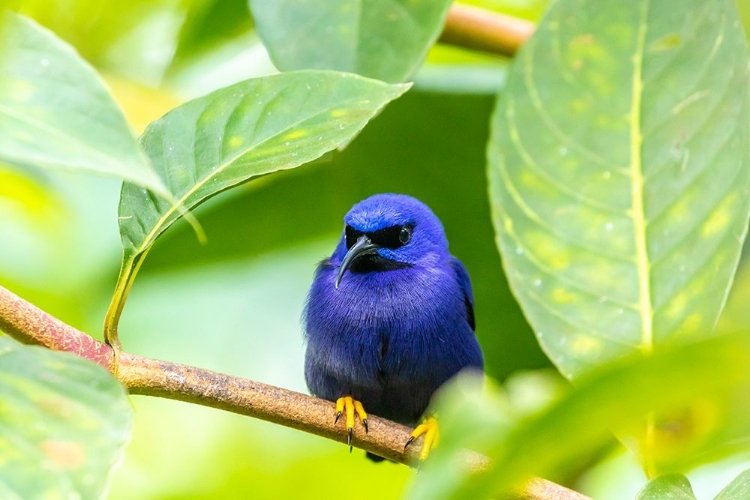 Picture of CARIBBEAN-TRINIDAD-ASA WRIGHT NATURE CENTER MALE PURPLE HONEYCREEPER ON LIMB 