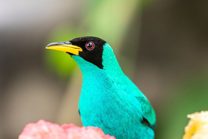Picture of CARIBBEAN-TRINIDAD-ASA WRIGHT NATURE CENTER MALE GREEN HONEYCREEPER BIRD CLOSE-UP 