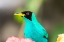 Picture of CARIBBEAN-TRINIDAD-ASA WRIGHT NATURE CENTER MALE GREEN HONEYCREEPER BIRD CLOSE-UP 