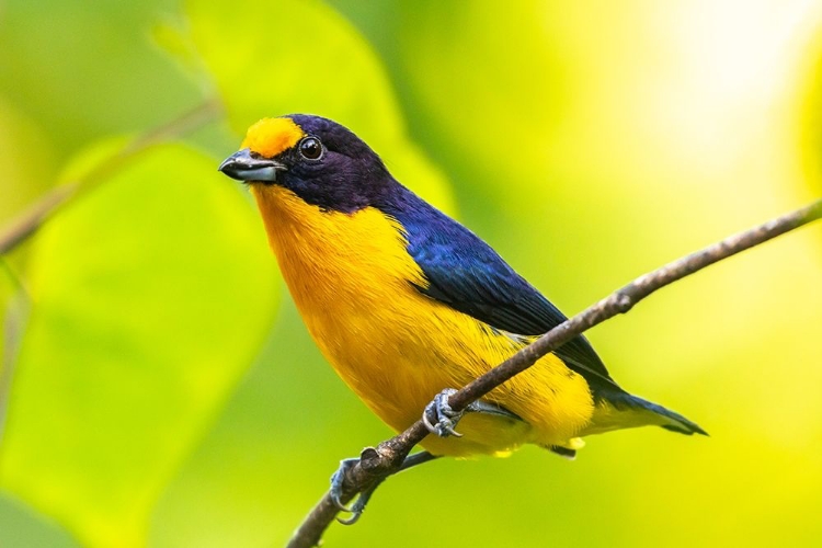 Picture of CARIBBEAN-TRINIDAD-ASA WRIGHT NATURE CENTER EUPHONIA BIRD ON LIMB 