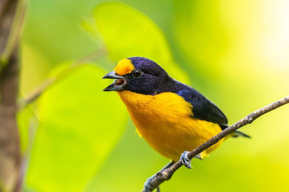 Picture of CARIBBEAN-TRINIDAD-ASA WRIGHT NATURE CENTER EUPHONIA BIRD ON LIMB CALLING 