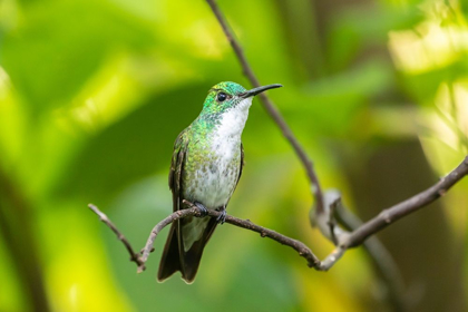 Picture of CARIBBEAN-TRINIDAD-ASA WRIGHT NATURE CENTER WHITE-CHESTED EMERALD HUMMINGBIRD ON LIMB 