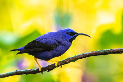 Picture of CARIBBEAN-TRINIDAD-ASA WRIGHT NATURE CENTER MALE PURPLE HONEYCREEPER ON LIMB 