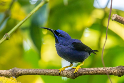 Picture of CARIBBEAN-TRINIDAD-ASA WRIGHT NATURE CENTER MALE PURPLE HONEYCREEPER ON LIMB 