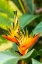 Picture of CARIBBEAN-TRINIDAD-ASA WRIGHT NATURE CENTER BIRD OF PARADISE BLOSSOM 