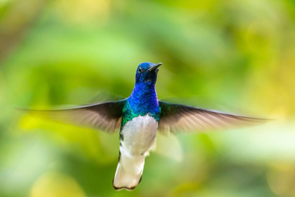 Picture of CARIBBEAN-TRINIDAD-ASA WRIGHT NATURE CENTER MALE WHITE-NECKED JACOBIN HUMMINGBIRD HOVERING 