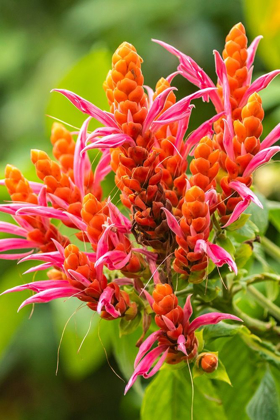 Picture of CARIBBEAN-TRINIDAD-ASA WRIGHT NATURE CENTER ORANGE AND PINK FLOWER BLOSSOMS 