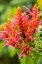Picture of CARIBBEAN-TRINIDAD-ASA WRIGHT NATURE CENTER ORANGE AND PINK FLOWER BLOSSOMS 