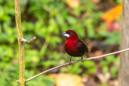 Picture of CARIBBEAN-TRINIDAD-ASA WRIGHT NATURE CENTER SILVER-BEAKED TANAGER BIRD ON LIMB 