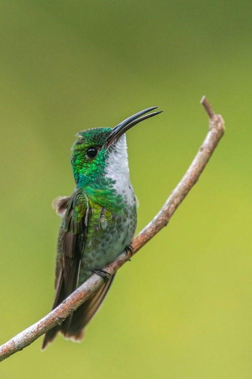 Picture of CARIBBEAN-TRINIDAD-ASA WRIGHT NATURE CENTER WHITE-CHESTED EMERALD HUMMINGBIRD ON LIMB 