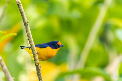 Picture of CARIBBEAN-TRINIDAD-ASA WRIGHT NATURE CENTER EUPHONIA BIRD ON LIMB 