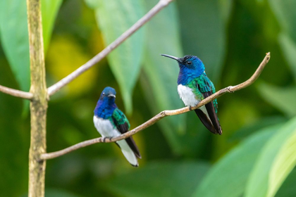 Picture of CARIBBEAN-TRINIDAD-ASA WRIGHT NATURE CENTER MALE WHITE-NECKED JACOBIN HUMMINGBIRDS ON LIMB 