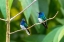 Picture of CARIBBEAN-TRINIDAD-ASA WRIGHT NATURE CENTER MALE WHITE-NECKED JACOBIN HUMMINGBIRDS ON LIMB 