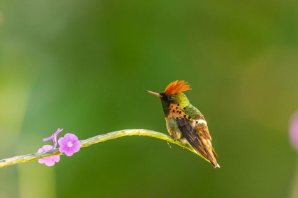 Picture of CARIBBEAN-TRINIDAD-ASA WRIGHT NATURE CENTER MALE TUFTED COQUETTE HUMMINGBIRD AND VERVINE FLOWER 