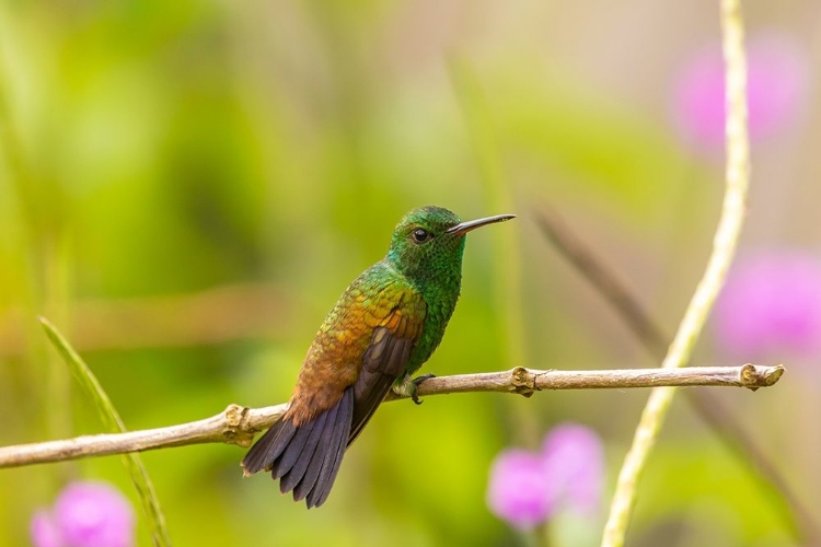 Picture of CARIBBEAN-TRINIDAD-ASA WRIGHT NATURE CENTER COPPER-RUMPED HUMMINGBIRD ON LIMB 