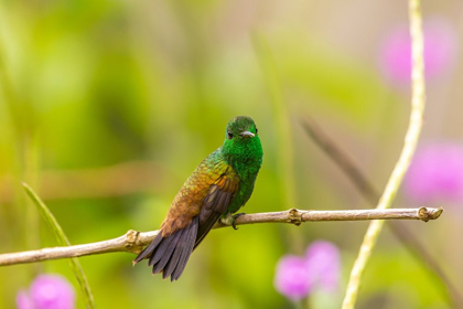 Picture of CARIBBEAN-TRINIDAD-ASA WRIGHT NATURE CENTER COPPER-RUMPED HUMMINGBIRD ON LIMB 