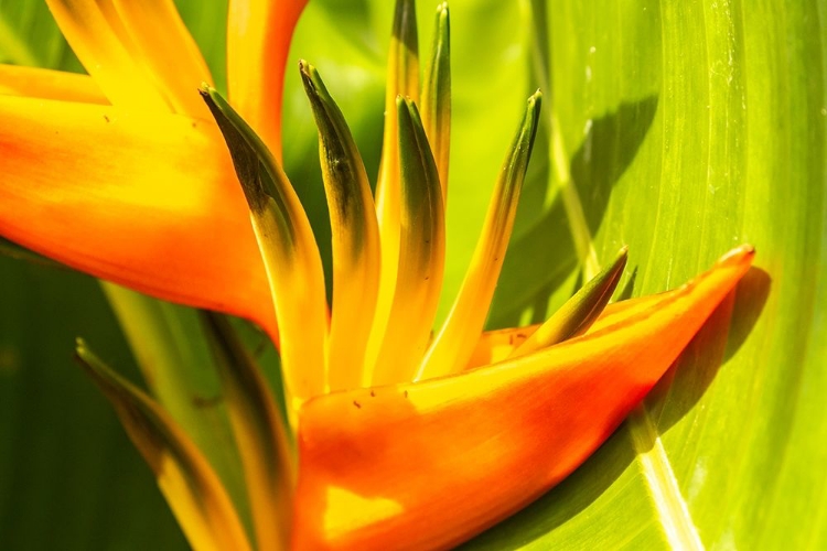 Picture of CARIBBEAN-TRINIDAD-ASA WRIGHT NATURE CENTER BIRD OF PARADISE BLOSSOM 