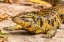 Picture of CARIBBEAN-TRINIDAD-ASA WRIGHT NATURE CENTER TEGU LIZARD CLOSE-UP 