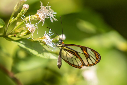 Picture of CARIBBEAN-TRINIDAD-ASA WRIGHT NATURE CENTER AGNOSIA CLEARWING BUTTERFLY FEEDING 