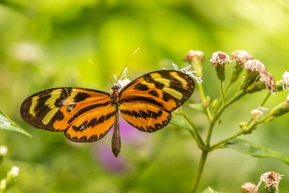 Picture of CARIBBEAN-TRINIDAD-ASA WRIGHT NATURE CENTER BUTTERFLY FEEDING 