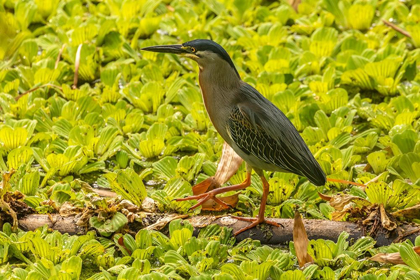 Picture of CARIBBEAN-TRINIDAD STRIATED HERON CLOSE-UP 