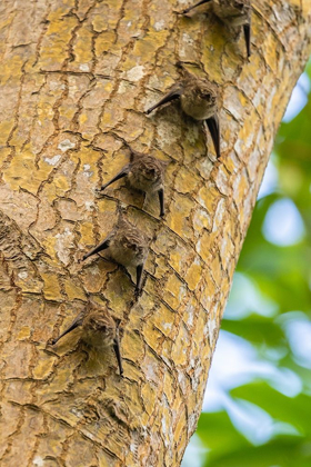 Picture of CARIBBEAN-TRINIDAD-CARONI SWAMP BATS LINED UP ON TREE 