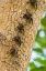 Picture of CARIBBEAN-TRINIDAD-CARONI SWAMP BATS LINED UP ON TREE 