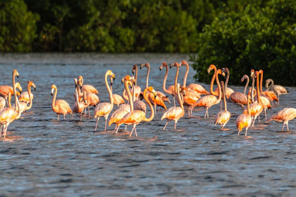 Picture of CARIBBEAN-TRINIDAD-CARONI SWAMP AMERICAN GREATER FLAMINGOES IN WATER 