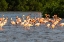 Picture of CARIBBEAN-TRINIDAD-CARONI SWAMP AMERICAN GREATER FLAMINGOES IN WATER 