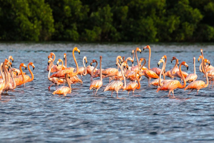 Picture of CARIBBEAN-TRINIDAD-CARONI SWAMP AMERICAN GREATER FLAMINGOS IN WATER 