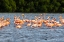 Picture of CARIBBEAN-TRINIDAD-CARONI SWAMP AMERICAN GREATER FLAMINGOS IN WATER 