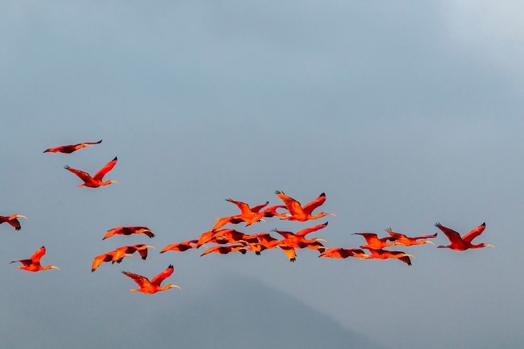 Picture of CARIBBEAN-TRINIDAD-CARONI SWAMP SCARLET IBIS BIRDS IN FLIGHT 