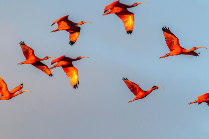 Picture of CARIBBEAN-TRINIDAD-CARONI SWAMP SCARLET IBIS BIRDS IN FLIGHT 